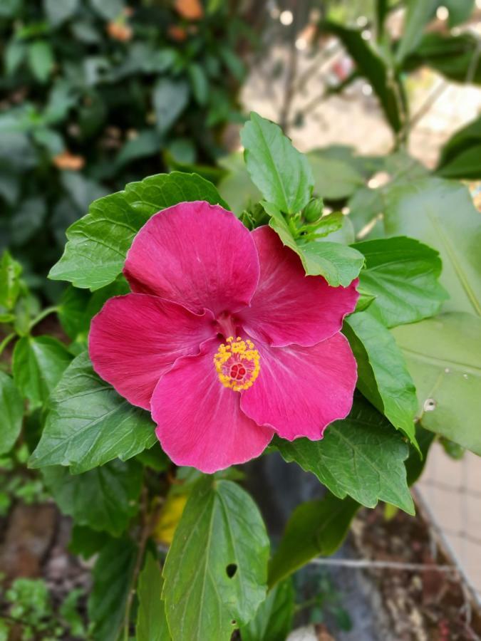 Trimurti Holiday Home Panchgani Εξωτερικό φωτογραφία