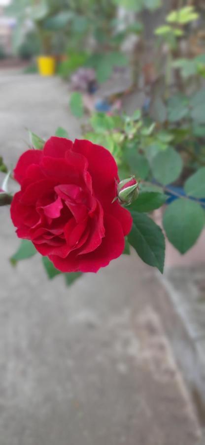 Trimurti Holiday Home Panchgani Εξωτερικό φωτογραφία